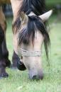 CAvAlle 3 * 3504 x 2336 * (3.99MB)
